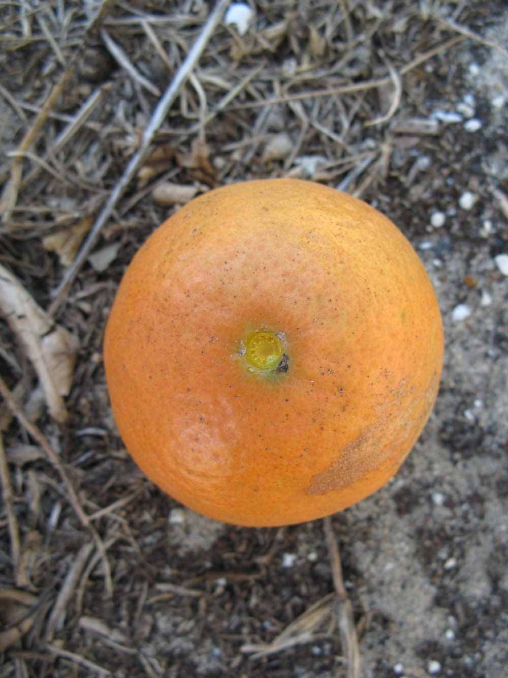              Fruit (Winter Haven, FL)       